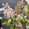 Hydrangea paniculata 'Mega Pearl' - Aedhortensia 'Mega Pearl' C2/2L Hydrangea paniculata 'Mega Pearl' - Aedhortensia 'Mega Pearl' C2/2L